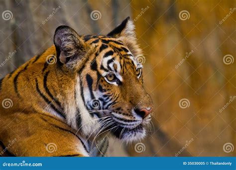 Portrait Of Amur Tigers Stock Image Image Of Danger 35030005