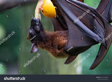 Close Malayan Flying Fox Eating Fruit Stock Photo 1437494693 Shutterstock