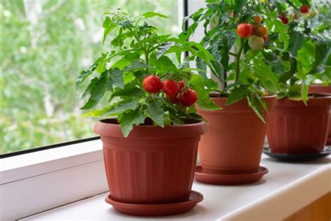 How To Grow Tomatoes In Your Garden Garden Patch
