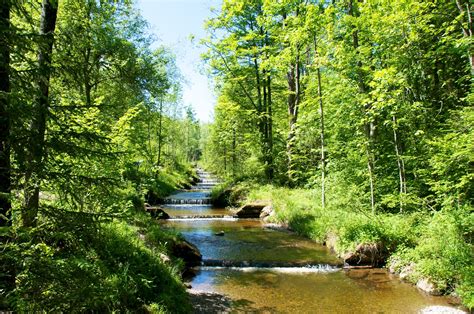 Free Images Tree Creek Wilderness River Stream Jungle Autumn