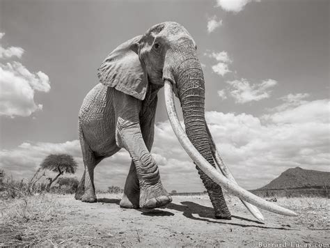 Last Images Of The Amazing ‘queen Of Elephants