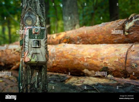 Camera Trap Attached In The Forest Woods Monitoring Stock Photo Alamy