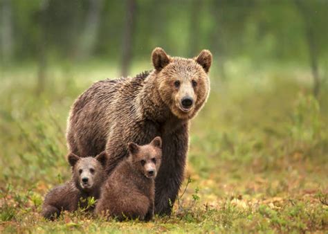 Grizzly Bear Cubs Playing