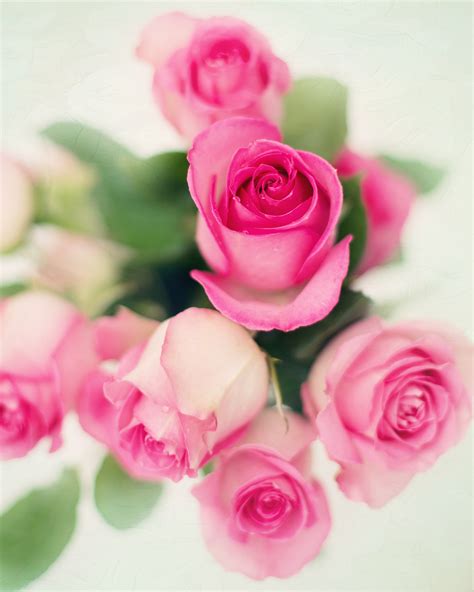 1000 Pinke Rose Fotos · Pexels · Kostenlose Stock Fotos