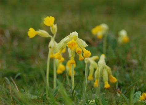 Cowslip Whispering Earth