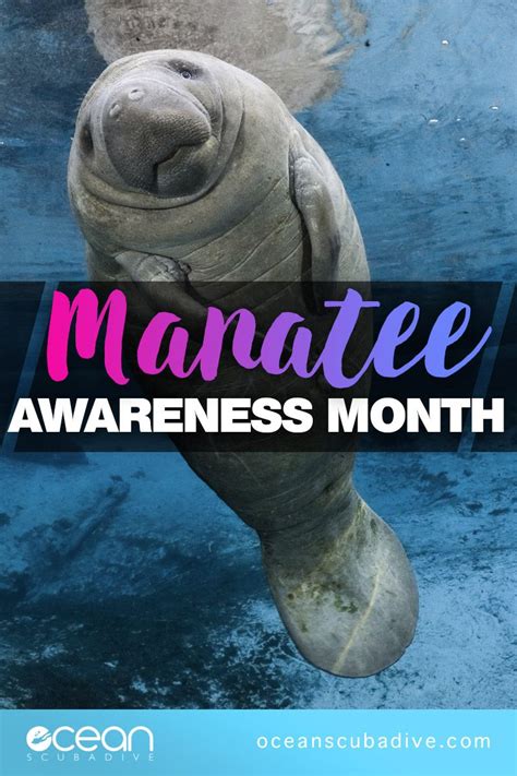 Back In 2005 The Sunny State Declared That November Be Manatee