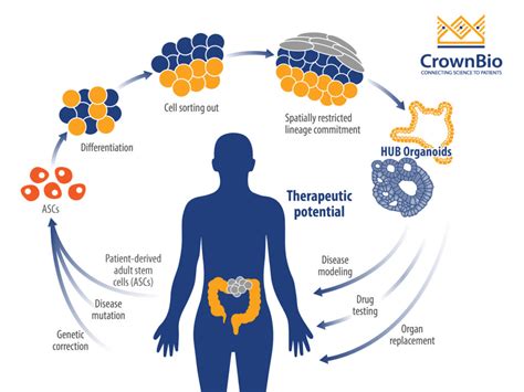 Colorectal Cancer Mechanisms And Development Crown Bioscience