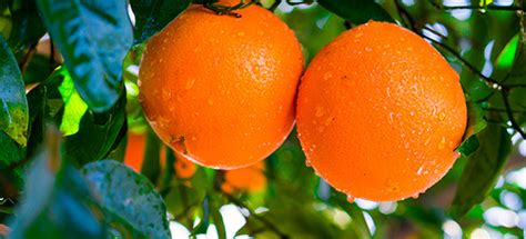 When Are Texas Navel Oranges In Season Fresh From The Sunbelt