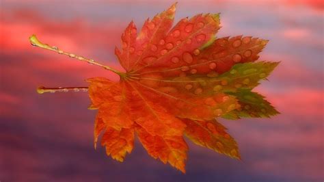 Sunrise Autumn Maple Leaf Wallpapers Hd Desktop And Mobile Backgrounds