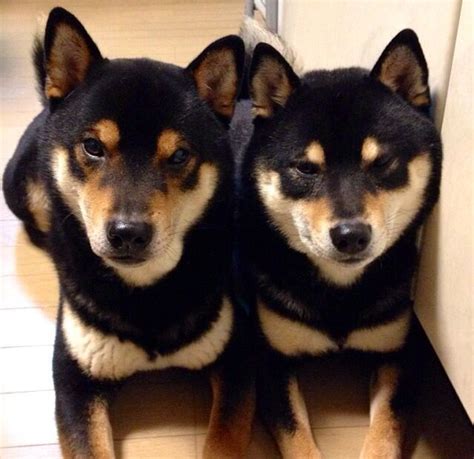 Pin By Danielle Marie On Shiba Inu Shiba Inu Dog Shiba Inu Black