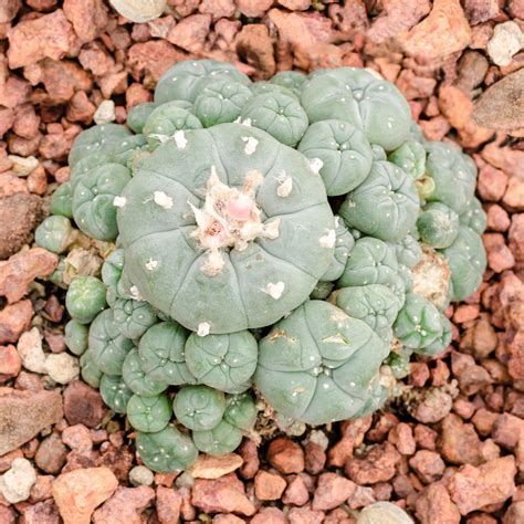 How Does The African Peyote Cactus Survive When It Does Rain It Comes In Short Bursts Dunscag