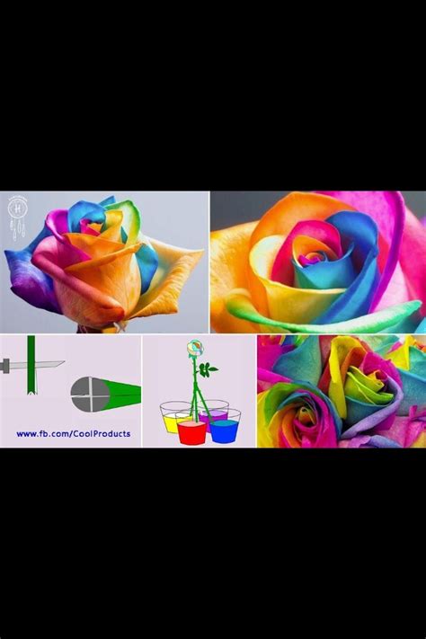 How To Make Rainbow Roses Rainbow Roses Rose Colorful Roses