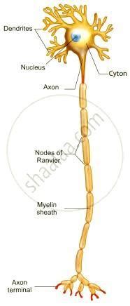 Draw A Neat Diagram Of The Structure Of A Neuron And Label The Cyton And Myelin Sheath Brainly In