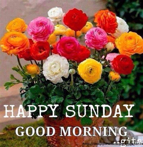 Images for WhatsApp: Good Morning Happy Sunday Friends