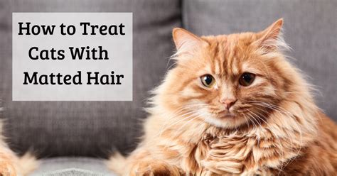 Many people have problems because they didn't groom their cat's coat in earlier life, because it wasn't necessary to do so. Cats are known for being consistent with their grooming ...