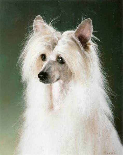 Pin By Cathy Mills On Chinese Cresteds Chinese Crested Dog Chinese