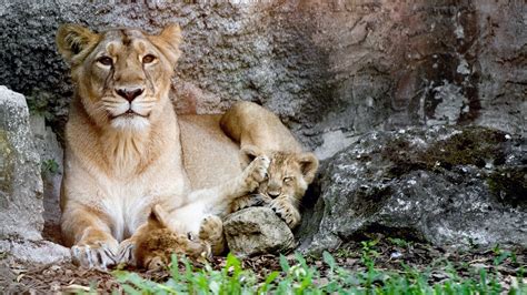 Rare Asiatic Lions Born In Rome During Lockdown Cgtn