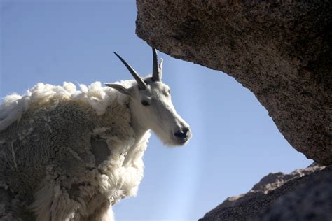Mountain goats have incredible cliff-climbing skills - here's how do