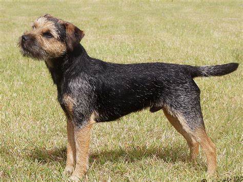 Blue Border Terrier Photos All Recommendation