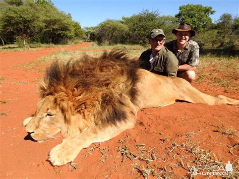 Hunting Lion In South Africa