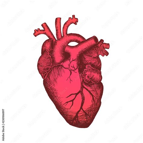 Anatomical Human Heart Color Sketch Isolated On White Background
