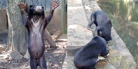 Starving Bears Beg Visitors For Food At Horrific Zoo The Dodo