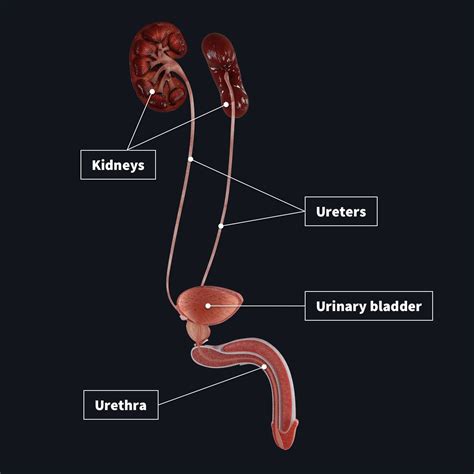 Human Urinary System Bladder Ureter Urethra Kidney Anatomical Model