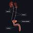 Physiology Of The Urinary System  Complete Anatomy