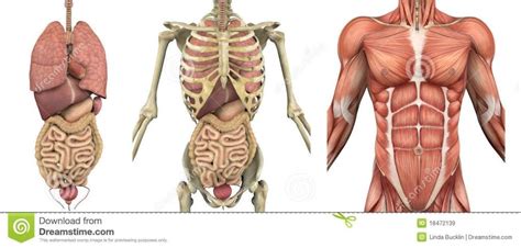 Torso Anatomy Diagram Human Torso Anatomy Skeleton With Veins And