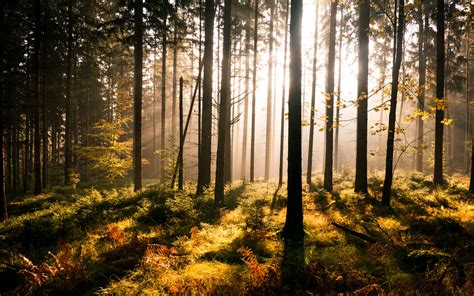 Landscapes Forest Sun Light Beams Rays Wallpaper 1920x1200 30313