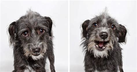 Shelter Dog Photobooth Pics Helps More Pups Find Forever