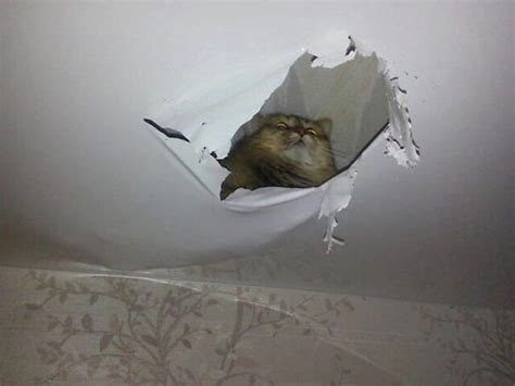 Ceiling Cats 30 Pics