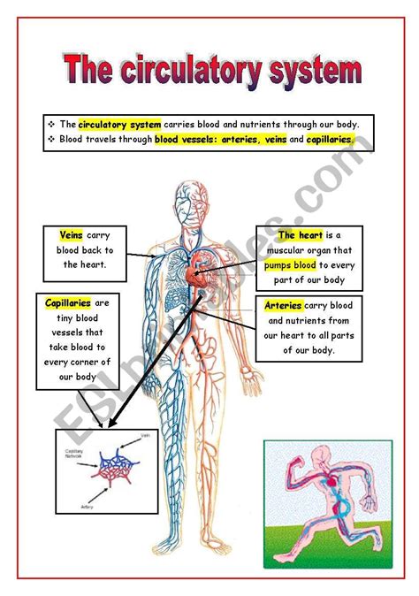 The Circulatory System Esl Worksheet By Mariola Pdd