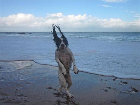 29 Most Insane Crazy Dog Pictures Ever Gallery Ebaums World