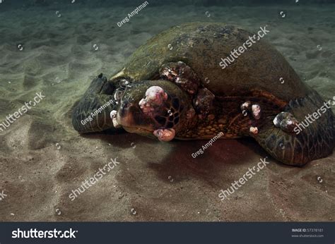 Tumors Growing On Green Sea Turtle Stock Photo 57378181 Shutterstock