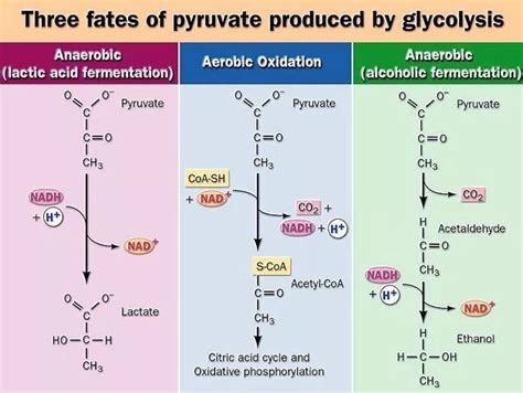FATE OF PYRUVATE MADE FROM GLYCOLYSIS Fermentation Biology Ethanol Fermentation Fermentation