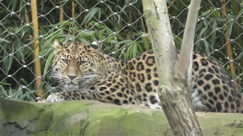 Good Leopard At Colchester Zoo 3feb18 249p Youtube