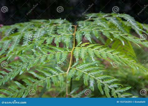 Close Up Of Beautiful Fern Leaf Frond Stock Image Image Of