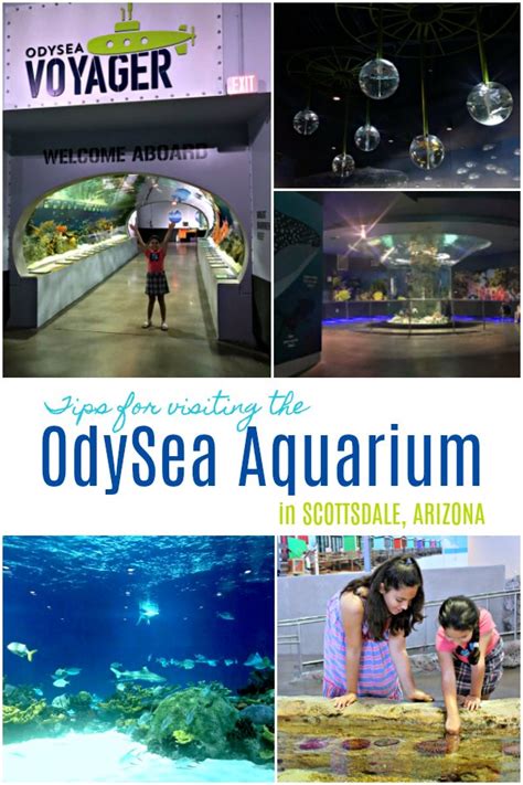 Tips For Visiting The Odysea Aquarium In Arizona Obkids