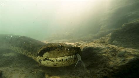 Unforgettable Encounter Scuba Diver Meets A Seven Meter Giant Anaconda