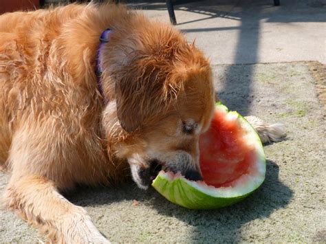 Can Dogs Eat Frozen Watermelon