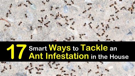 17 smart ways to tackle an ant infestation in the house