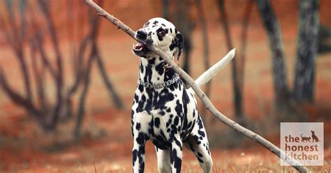 How Dalmatians Became Firehouse Dogs The Honest Kitchen
