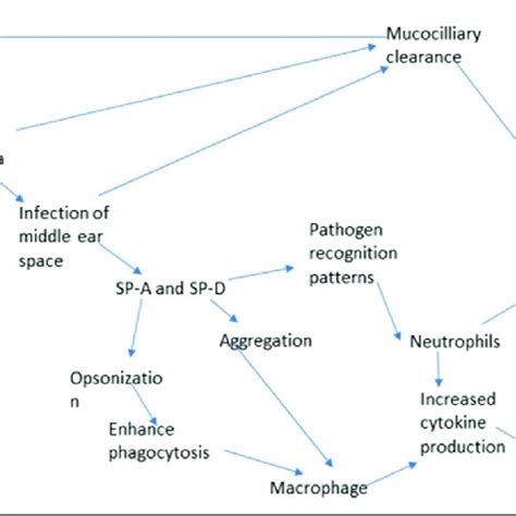 Schematic Representation Of The Pathogenesis Of Aom And The Roles Of