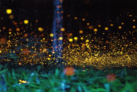 The Fictitious Life Of Elizabeth Black Fireflies In The Garden