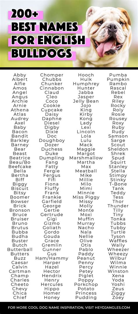 200 Best Names For English Bulldogs Male And Female Hey Djangles