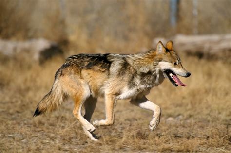 White Wolf 10 Facts About Mexican Gray Wolves