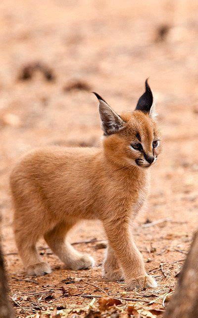 325 Best Caracal Images On Pinterest Animals Wild