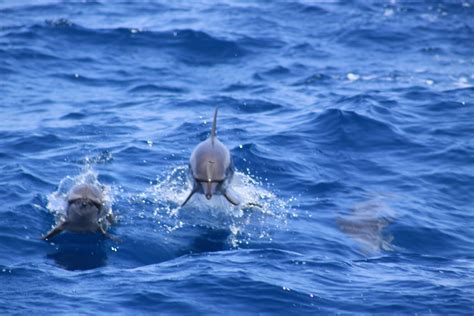 Dolphins Enjoying Life In The Great Barrier Reef Great Barrier Reef