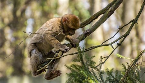 Free Images Nature Branch Wildlife Mammal Fauna Primate Climb